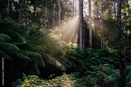 Sun rays filtering into the rainforest in the early morning photo