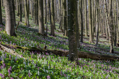 Corydalis flowers (Corydalis cava) on the Freeden mountain in Lower Saxony, Germany photo