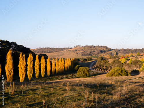 Line of golden poplar trees Armidale NSW