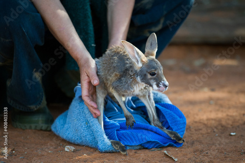 Injured joey being cared for