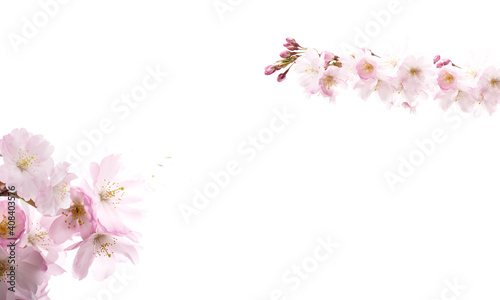 Dreamy cherry blossoms as a natural border, studio isolated on pure white background, panorama format. © drubig-photo