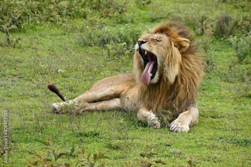Male lion yawning  Ndutu  Ngorongoro Conservation Area  Tanzania