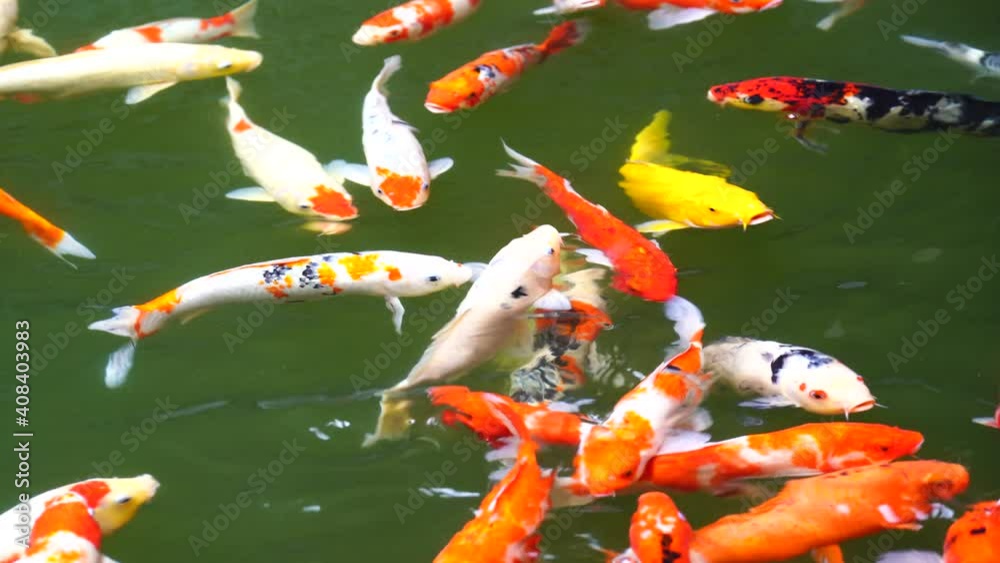 A group of Koi or jinli or nishikigoi or brocaded carp fish - the colored varieties of Amur carp or Cyprinus rubrofuscus, that are kept in outdoor koi ponds or water gardens in Danang, Vietnam 