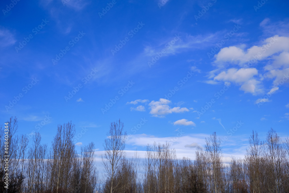 Huge and dried tree with no leaves with blue sky and white clouds background.