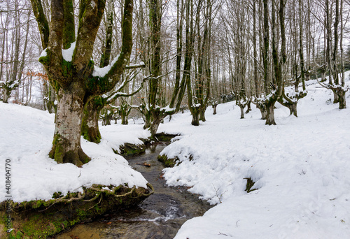 Otzarreta beech forest snowed, Gorbea Natural Park, Basque Country, Spain. photo