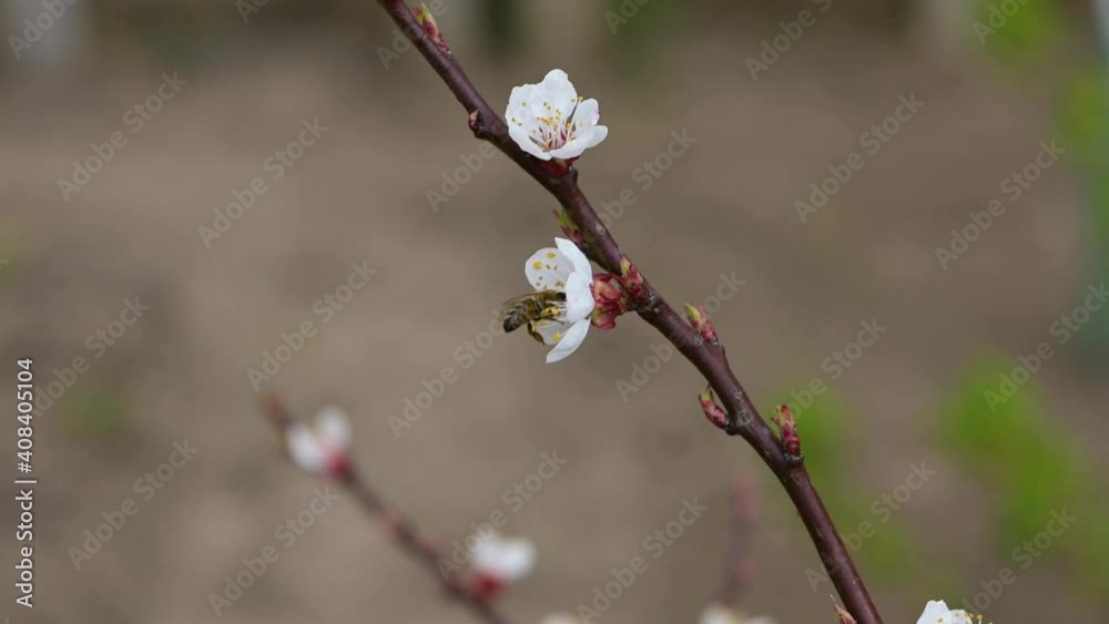 Bee polinating flowers on a fruit tree in spring Bee polinating flowers on a fruit tree in spring