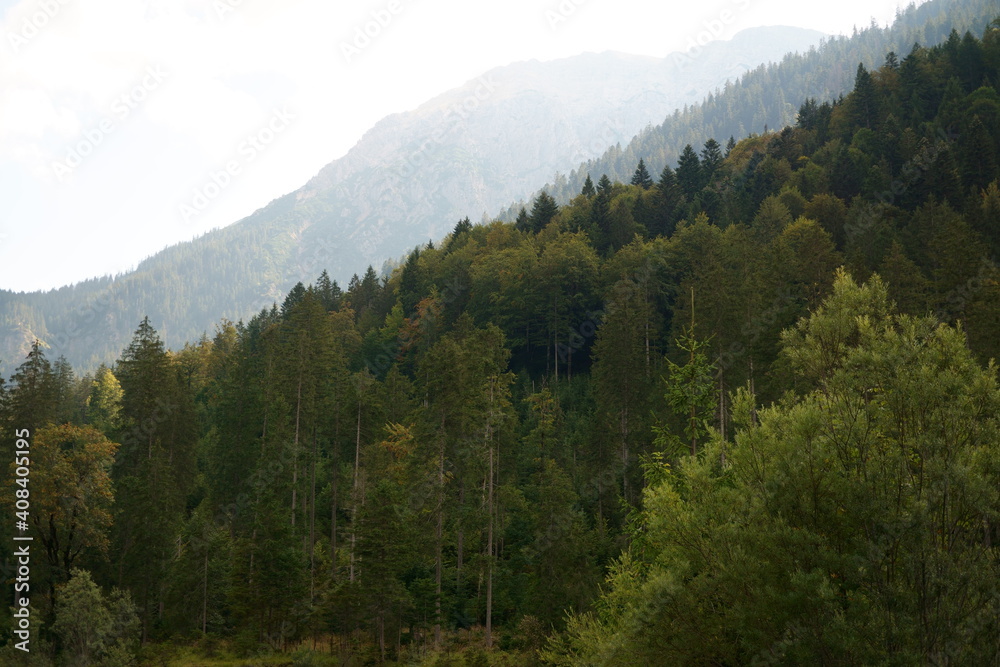 Landscape photography of forest in Ammergauer Alps