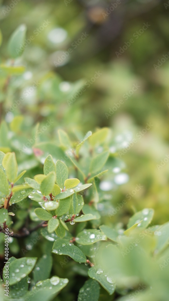 Blurred image out of focus conifer tree background Blurred image out of focus conifer tree background