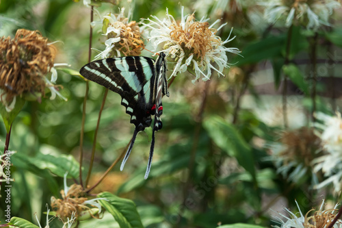 Zebra Swallowtail, butterfly close-up © Martina