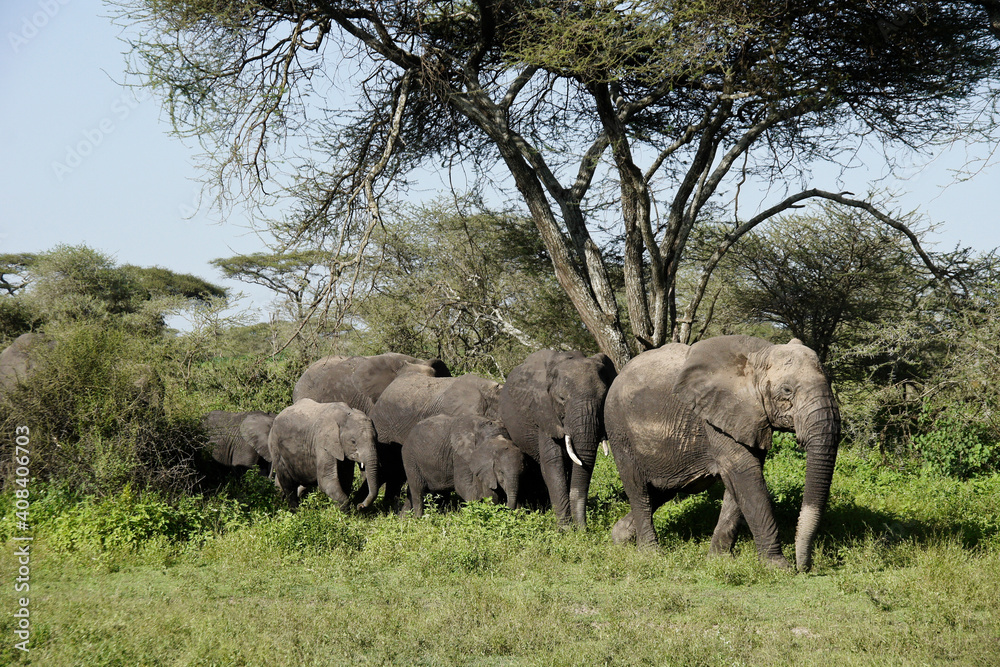 Herd of muddy elephants, led by a tuskless female, coming through acacia trees, Ndtu, Ngorongoro Conservation Area, Tanzania Herd of muddy elephants, led by a tuskless female, coming through acacia trees, Ndtu, Ngorongoro Conservation Area, Tanzania