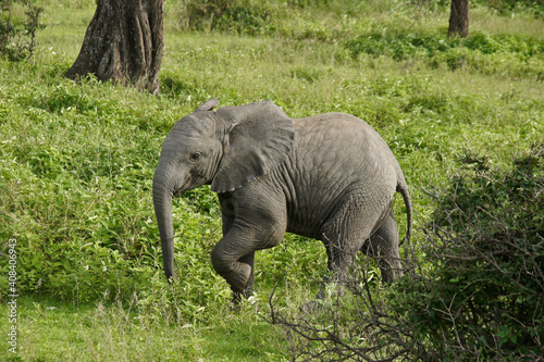 Canvas Print Elephant calf, Ndutu, Ngorongoro Conservation Area, Tanzania