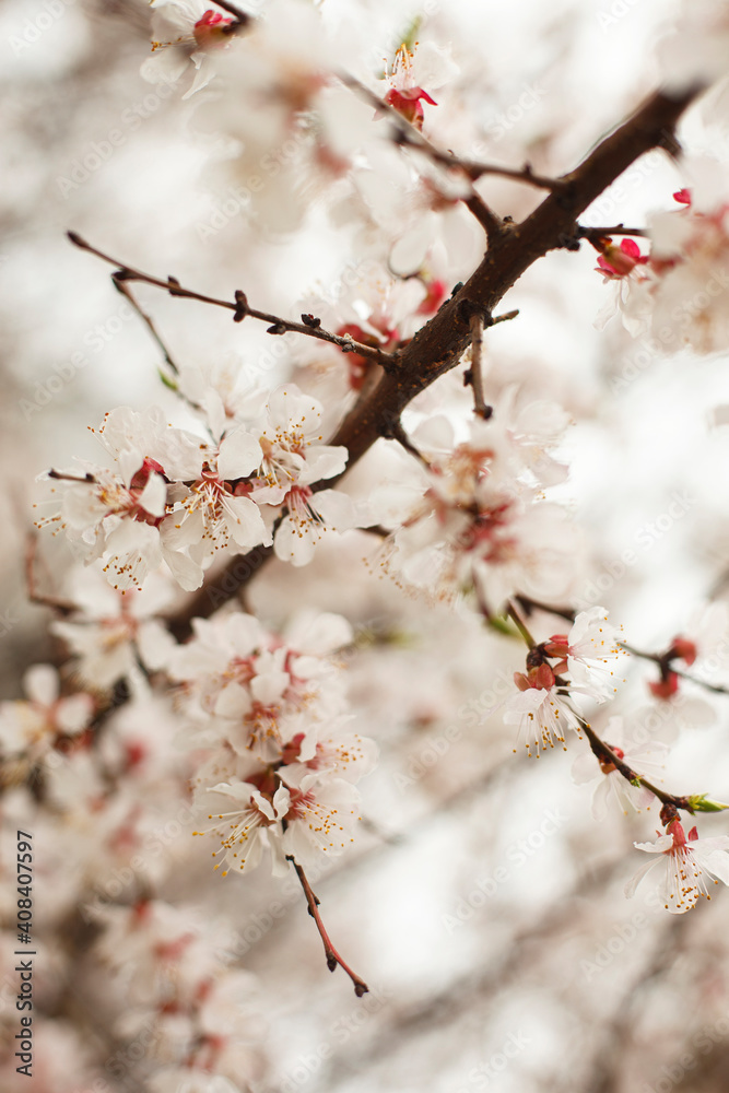 blossom in spring