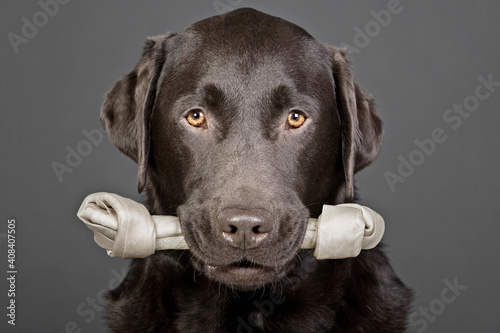 Studio portrait of chocolate labrador carrying bone in mouth