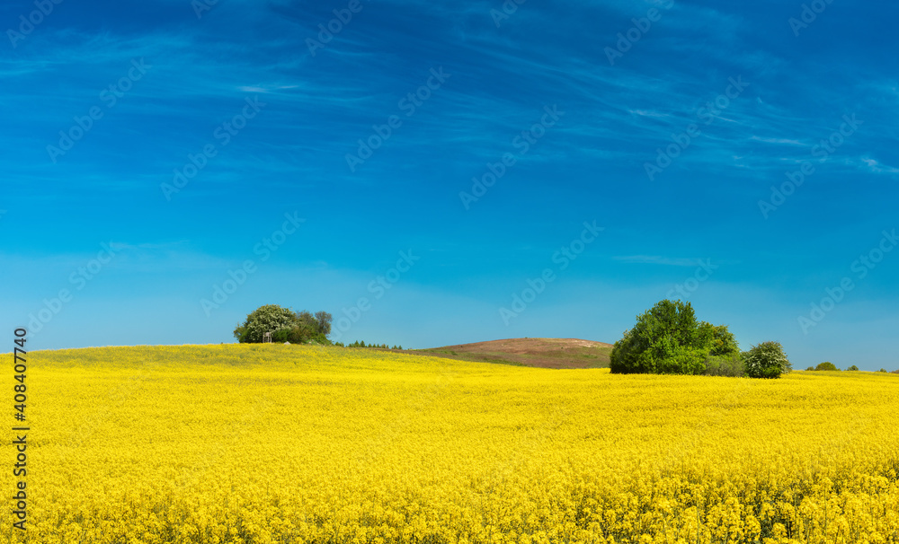 Rolling Hills with Field of Rapeseed under Blue Sky in Bloom