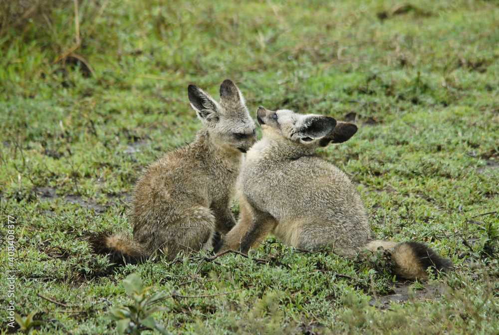 Fototapeta premium Bat-eared foxes grooming each other, Ngorongoro Conservation Area (Ndutu), Tanzania