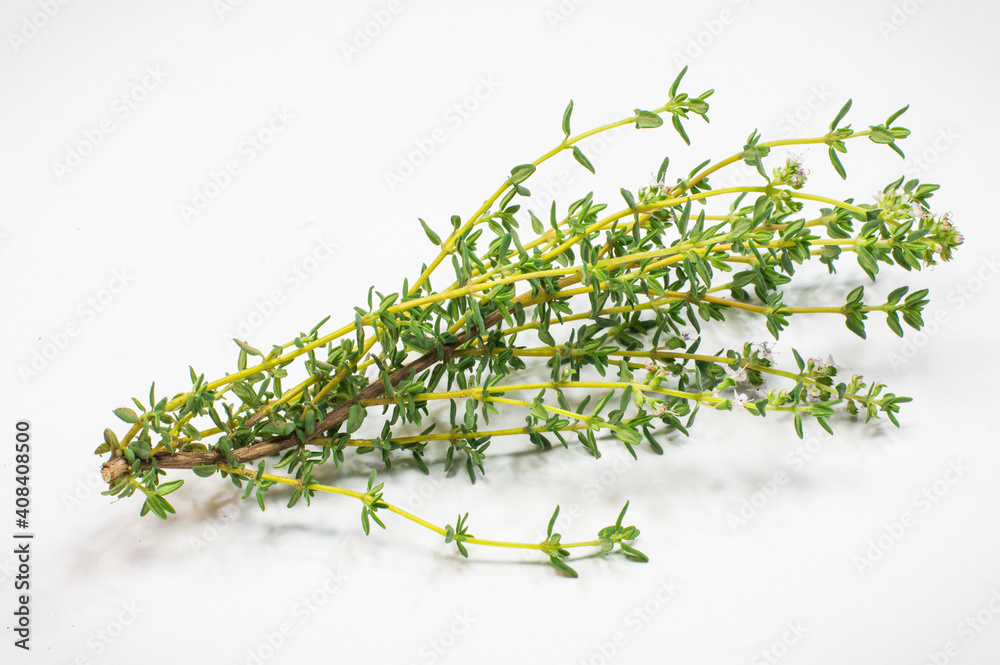 Tomillo Ruda Rama de tomillo fresco aislado en blanco Stock Photo | Adobe Stock
