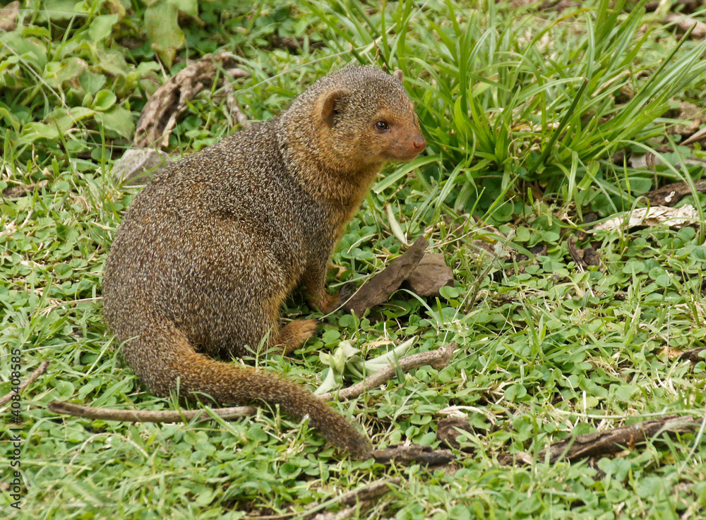 Eastern dwarf mongoose, Serengeti National Park, Tanzania Eastern dwarf mongoose, Serengeti National Park, Tanzania