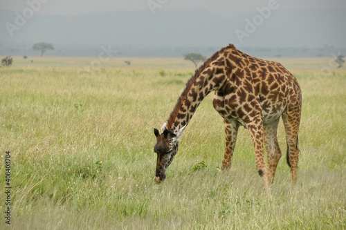 Canvas Print Masai giraffe browsing on shrubs in long grass, Serengeti National Park, Tanzani