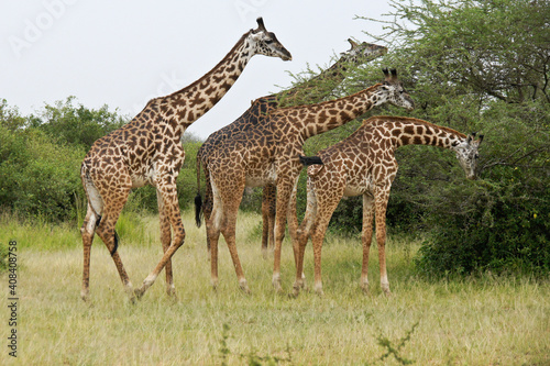 Masai giraffes browsing on acacia tree  Serengeti National Park  Tanzania