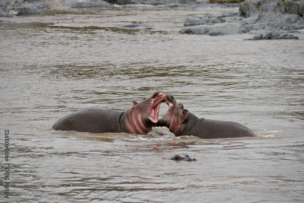 Hippos play-fighting in river, Serengeti National Park, Tanzania