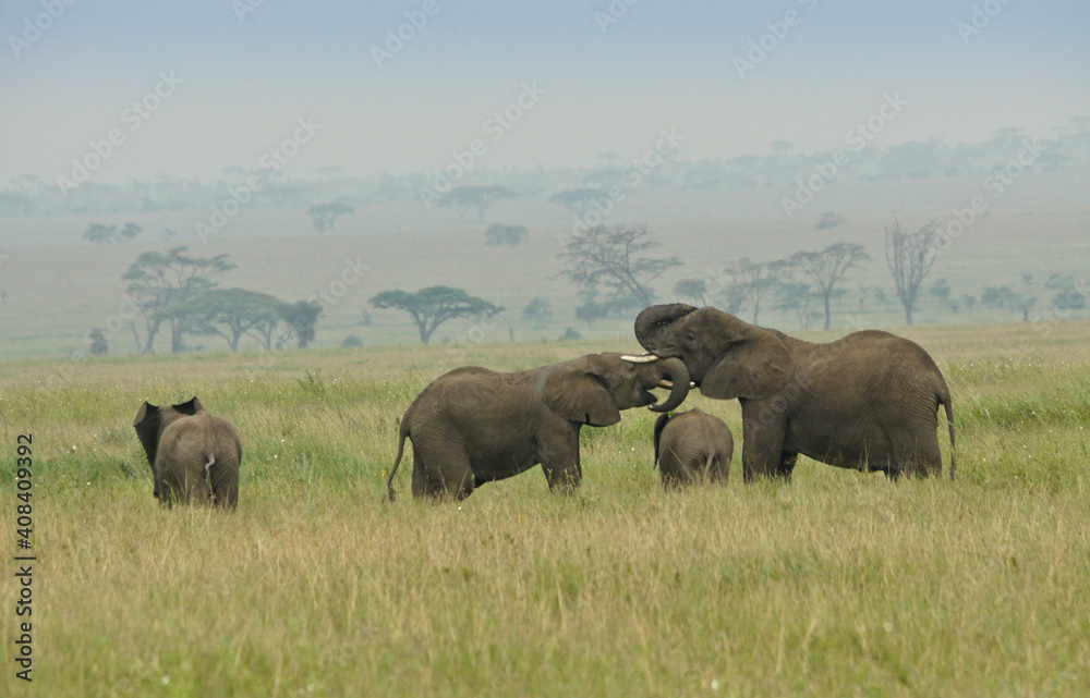 Female elephants (socializing) with calves, Serengeti National Park, Tanzania