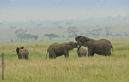 Female elephants (socializing) with calves, Serengeti National Park, Tanzania