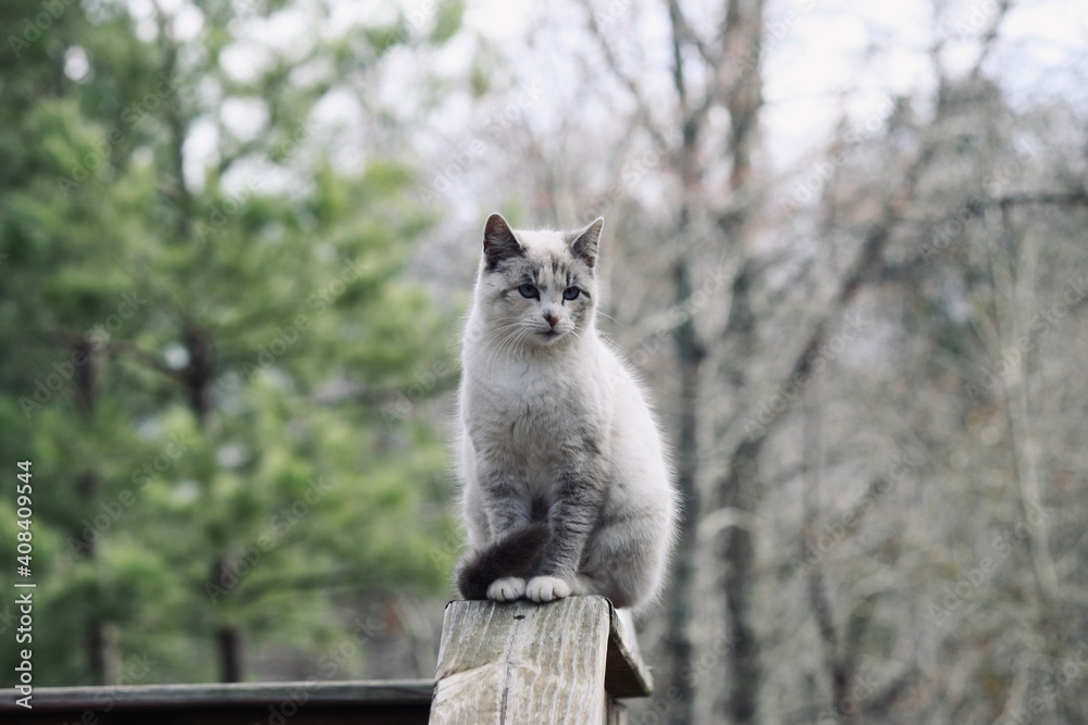 grey squirrel on a tree grey squirrel on a tree