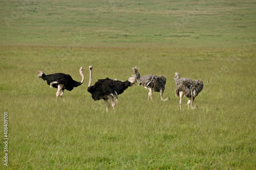 Male and female Masai ostriches in Ngorongoro Crater, Tanzania