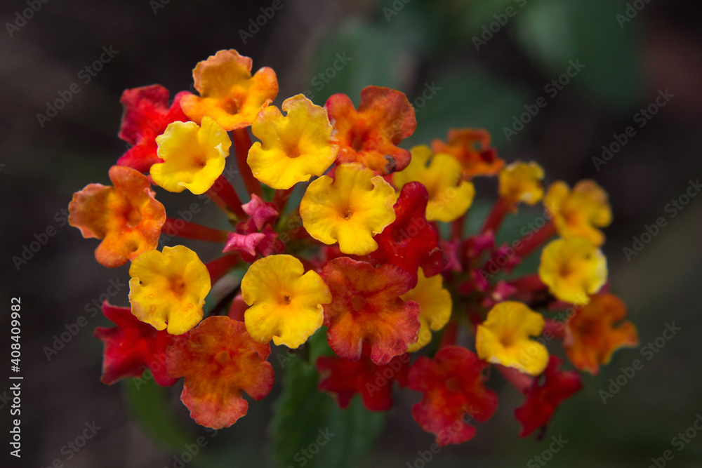 red and yellow flowers red and yellow flowers
