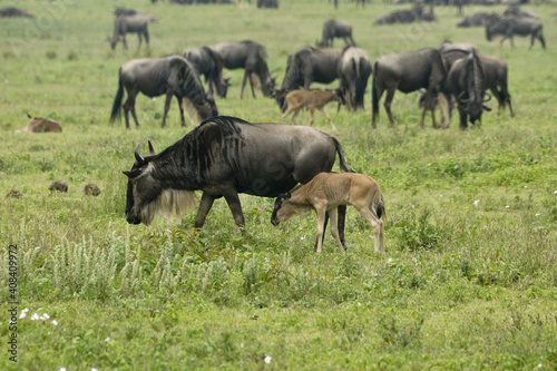 Wildebeests with newborn calves, Ngorongoro Crater, Tanzania