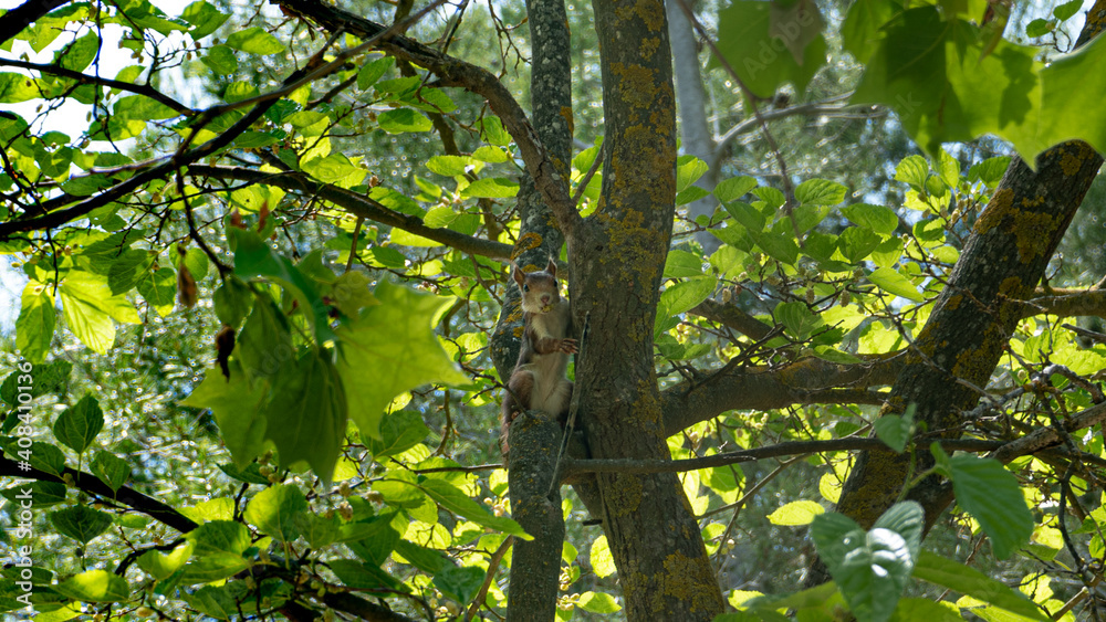 Fototapeta premium Ardilla en el árbol