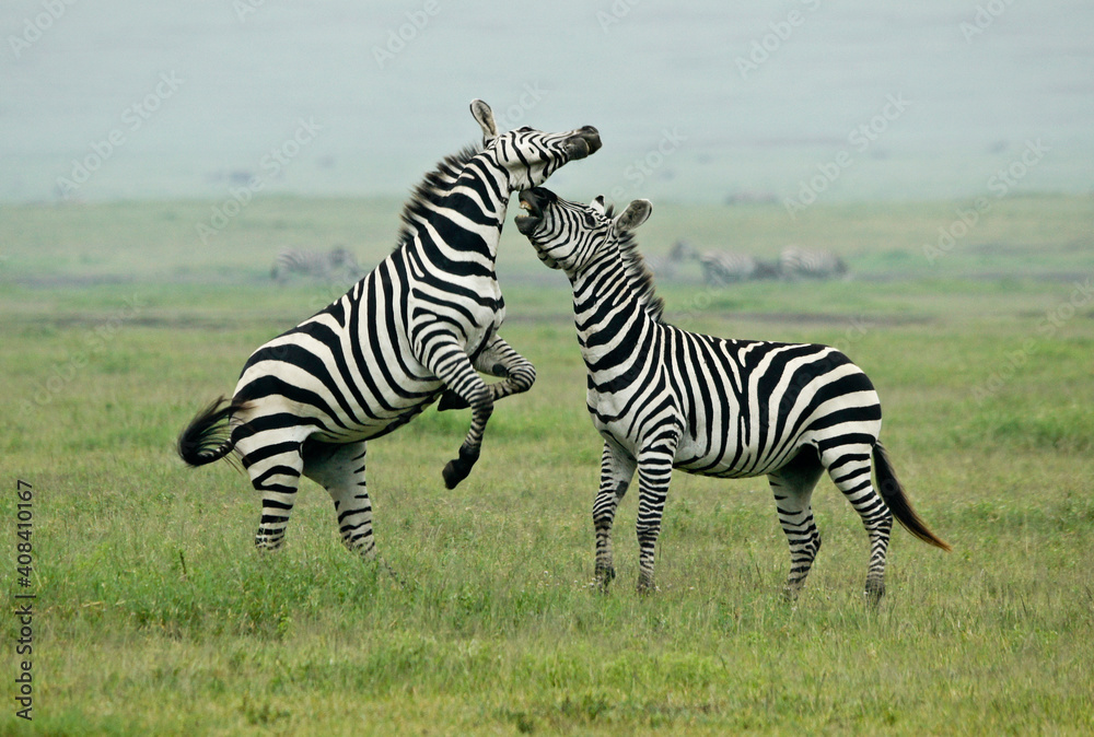 Burchell's (common, plains) zebra stallions fighting, Ngorongoro Crater, Tanzania Burchell's (common, plains) zebra stallions fighting, Ngorongoro Crater, Tanzania