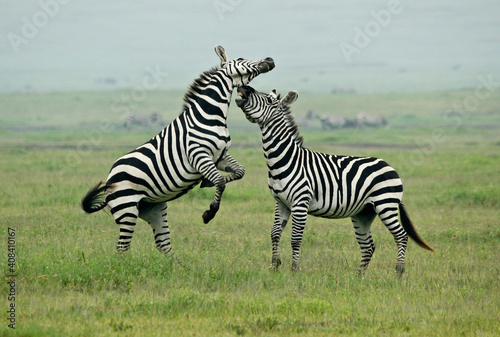 Burchell's (common, plains) zebra stallions fighting, Ngorongoro Crater, Tanzania