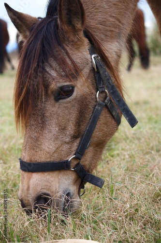portrait of finnish horse, also known as finnhorse saddle and draft horse photo
