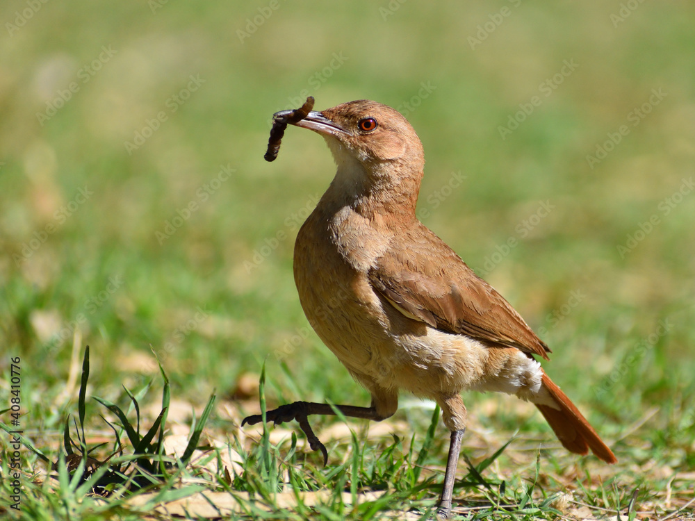 rufous hornero (Furnarius rufus), national bird of Argentina and Uruguay rufous hornero (Furnarius rufus), national bird of Argentina and Uruguay