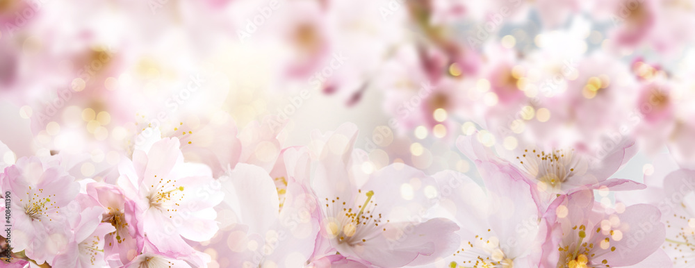 Beautiful cherry blossom background with magical lights and bokeh card.