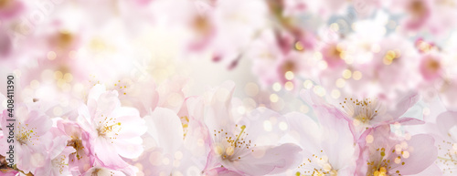 Beautiful cherry blossom background with magical lights and bokeh card.