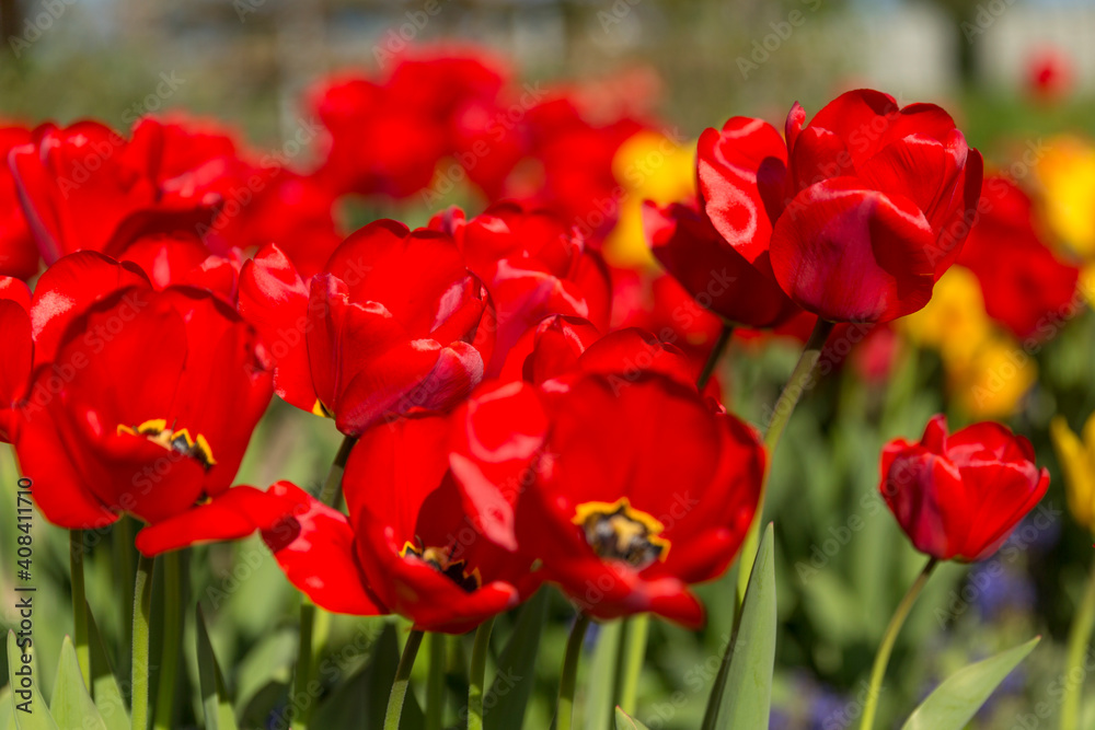 Obraz premium Red Tulip Flowers In The Sunlight On A Garden Bed