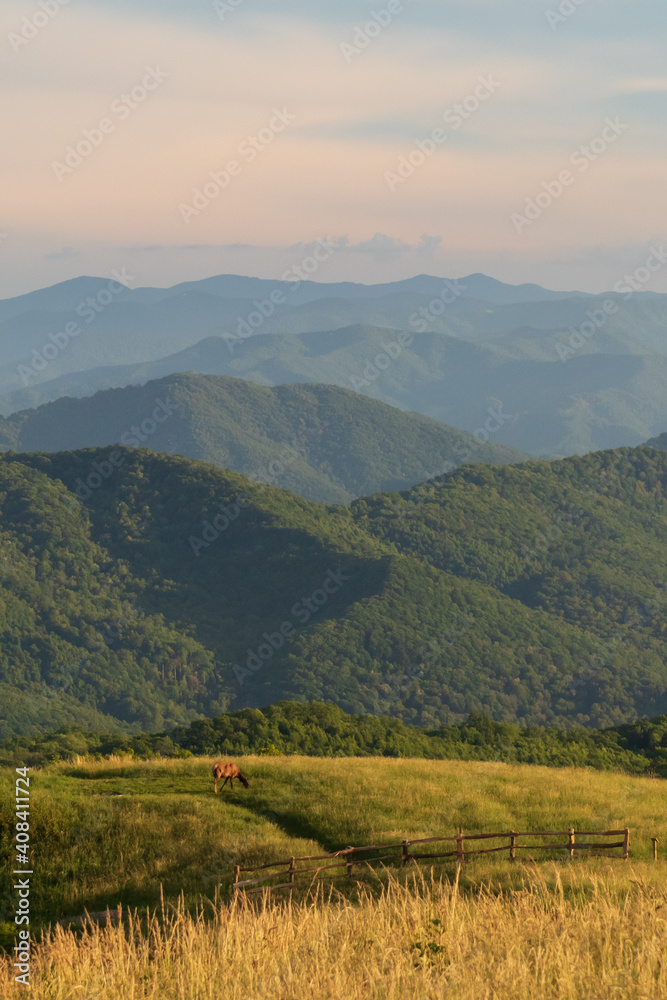 Elk on trail at sunset, view from Max Patch bald over the Great Smoky Mountains
