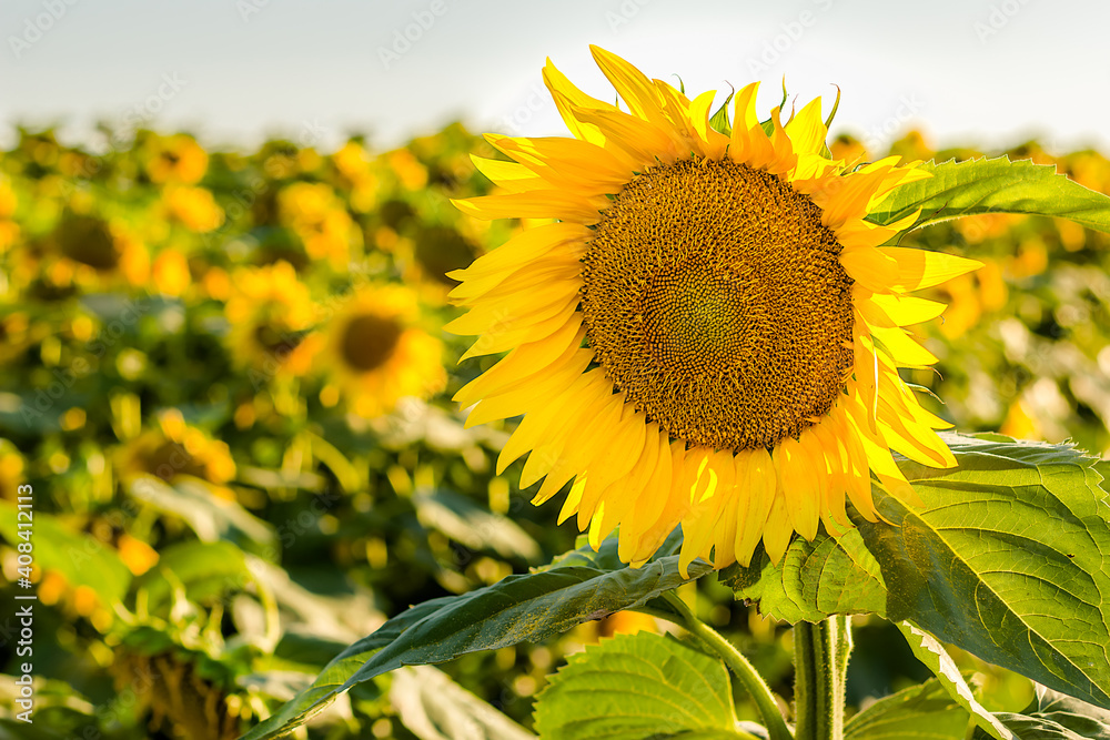 Fototapeta premium Sunflower in field