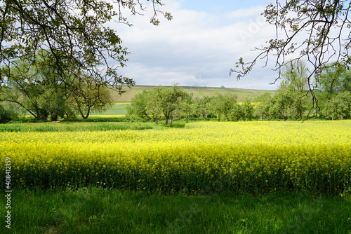 Landscape With Yellow Blooming Rape Field