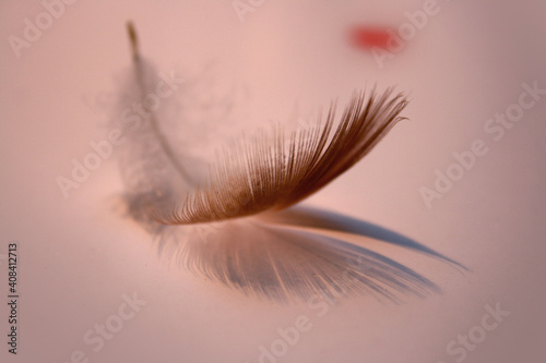 фотографія Feather