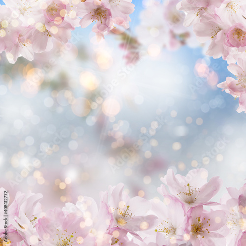 Cherry blossom background on white summer spring background with bokeh. © drubig-photo