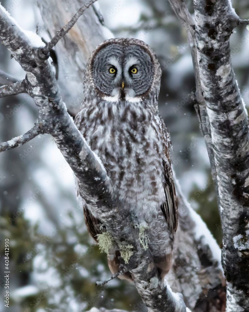 A Great Gray Owl in a tree on a snowy winter day in Northwest Ontario, Canada. A Great Gray Owl in a tree on a snowy winter day in Northwest Ontario, Canada.