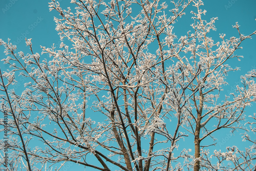 Branches of shrubs and trees, covered with icy cold white frost in winter against the blue sky. A sunny day in the winter forest. Snow-covered park.