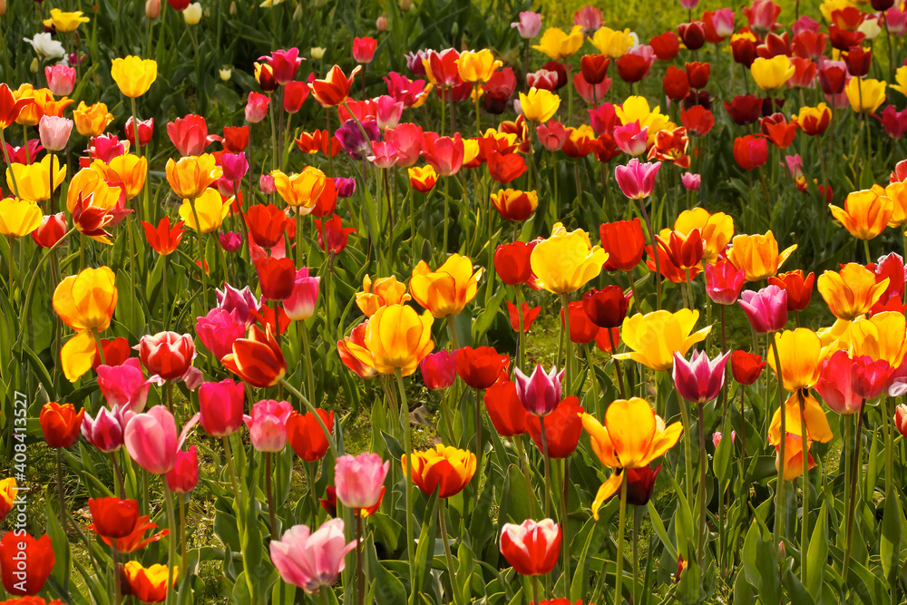 Tulip field in Lower Saxony, Germany Tulip field in Lower Saxony, Germany