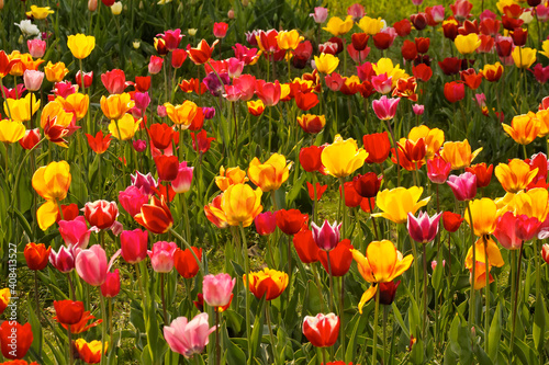 Tulip field in Lower Saxony  Germany