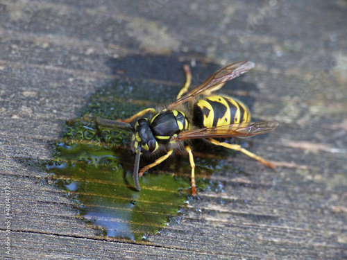 Wasp Nibbling Sweet Liquid © Stockfotos
