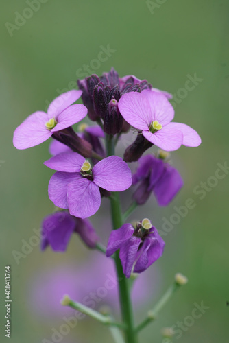 Close up of the pink flower of the common wallflower, Erysimum cheir