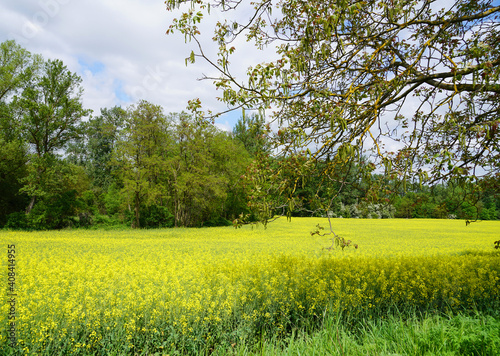 Landscape With Yellow Blooming Rape Field